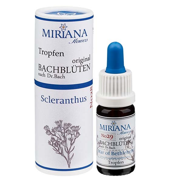 29 Star of Bethlehem, 10ml Essenz, MirianaFlowers 29 Star of Bethlehem, 10ml Essenz, MirianaFlowers