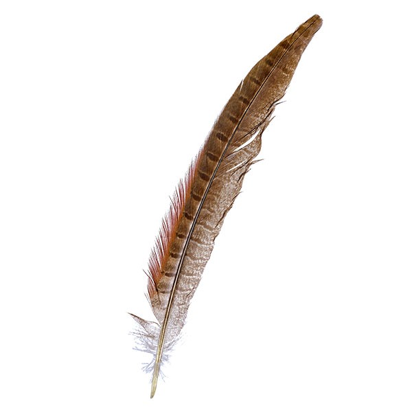 Räucherfeder Wildfasan Schwanzfeder ca. 27cm lang