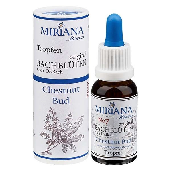 7 Chestnut Bud, 20ml Essenz, MirianaFlowers